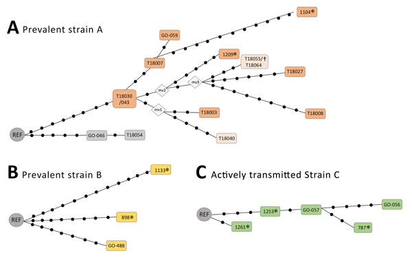 Networks of relationships based on whole-genome sequencing data of prevalent clusters (A, B) and active transmission cluster (C) in testing of a simplified model to survey tuberculosis transmission using data from patients and controls in Panama and Colon provinces, Panama, 2015. Each dot corresponds to a single-nucleotide polymorphism (SNP). In (A), when 2 isolates are included in the same box, they showed no SNPs between them; the isolates within boxes with different colors show mycobacterial 