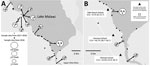 Thumbnail of Locations sampled for Biomphalaria pfeifferi snails and of 3 primary schools where children were tested for intestinal schistosomiasis in the region of Lake Malawi, Africa. A) Locations sampled for B. pfeifferi snails in November 2017 (gray dots) and May 2018 (black dots), Lake Malawi, Africa. + indicates snails present, – indicates snails absent, and ● indicates site not sampled; symbol position indicates year of sampling (left, 2017; right, 2018). Numbers within circles indicate s