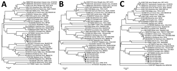 Phylogenetic trees of novel orthobunyavirus (Kedah fatal kidney syndrome virus) identified as the cause of severe kidney disease, Malaysia, 2014–2017 (black diamonds) and reference orthobunyaviruses. A) Large gene–derived tree; B) medium gene–derived tree; C) small gene–derived tree. Scale bars indicate nucleotide substitutions per site. 