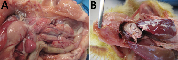 Gross pathologic appearance of chickens experimentally infected with a novel orthobunyavirus (Kedah fatal kidney syndrome virus) isolated from chickens with severe kidney disease, Malaysia, 2014–2017. A) Swollen and pale kidney; B) uric acid crystals on viscera (gout).