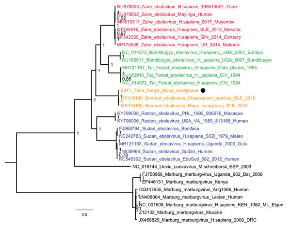 Phylogenetic tree of complete filovirus genomes (18,795–19,115 nt), including Bombali Ebola virus in Sierra Leone and now Kenya (19,026 nt; black dot). Representative sequences were retrieved from the Virus Pathogen Database and Analysis Resource and aligned with a MAFFT online server (http://mafft.cbrc.jp/alignment/software). The tree was built using the Bayesian Markov Chain Monte Carlo method, using a general time reversible model of substitution with gamma-distributed rate variation among si