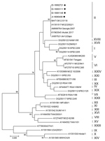Thumbnail of Phylogenic analysis of partial B646L gene sequence of African swine fever virus (ASFV) in samples of pork products brought into South Korea by travelers from Shunyang, China, August 2018, and reference sequences. Neighbor-joining phylogenic tree was constructed by using MEGA 6.0 (https://www.megasoftware.net). Black dots indicate genes of ASFV isolates detected in 3 food items containing pork and 1 commercial pork product confiscated from travelers. Vertical lines at right indicate 
