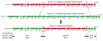 Thumbnail of Ancestral recombination event depicting Streptococcus pyogenes group A carbohydrate gene donor (GAS/SP-5005; GenBank accession no. NC007297), group C S. dysgalactiae subsp. equisimilis recipient (GCS/SE7136; GenBank accession no. NCTC7136), and progeny group A S. dysgalactiae subsp. equisimilis progeny (GAS/SE/ST128) described in study of emergent invasive group A Streptococcus dysgalactiae subspecies equisimilis, United States, 2015–2018 . The deduced crossover points between the g