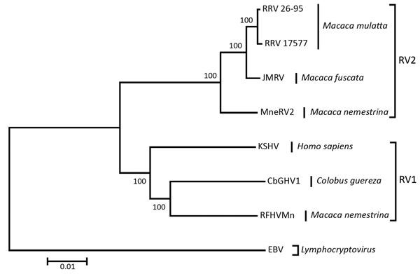 Nucleotide sequence–based phylogenetic analysis of the genomes of CbGHV1 and other gammaherpesviruses. The genus Lymphocryptovirus is represented by Epstein-Barr virus as outgroup, and the genus Rhadinovirus is represented by the RV1 and RV2 lineages, with host species indicated. Sequences are based on the complete U region, bootstrap values are shown as percentages, and the scale bar represents nucleotide substitutions per site. CbGHV1, colobine gammaherpesvirus 1 (KHSV-like virus isolated from