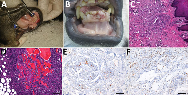 Disease manifestations in mantled guereza with Kaposi sarcoma. A) Oligofocal flattened masses on the inner aspects of the lower lip. B) Multinodular fissured masses at the gingival margin. C) Fibrovascular stroma in the subepithelial propria of the lower lip with spindle cell proliferations delineating narrow vascular clefts and containing lymphoplasmacytic inflammatory cell infiltrates, hematoxylin and eosin stained; scale bar indicates 200 µm. D) Spindle cell proliferation with cavern formatio