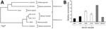 Thumbnail of Analysis of CbGHV1 and seroreactivity in mantled guereza with Kaposi sarcoma. A) Phylogenetic analysis of partial sequences of the polymerase gene. Analysis was performed by using the neighbor-joining method. The distance between CbGHV1 and selected viruses was analyzed by using the maximum composite–likelihood method and MEGA6 (https://www.megasoftware.net). The PCR sequence of CbGHV1 was compared with KSHV (GenBank accession no. NC_009333.1); RFHVMn (KF703446.1); RRV 26–95 (AF2107