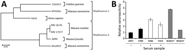 Analysis of CbGHV1 and seroreactivity in mantled guereza with Kaposi sarcoma. A) Phylogenetic analysis of partial sequences of the polymerase gene. Analysis was performed by using the neighbor-joining method. The distance between CbGHV1 and selected viruses was analyzed by using the maximum composite–likelihood method and MEGA6 (https://www.megasoftware.net). The PCR sequence of CbGHV1 was compared with KSHV (GenBank accession no. NC_009333.1); RFHVMn (KF703446.1); RRV 26–95 (AF210726.1); RRV 17
