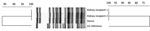 Thumbnail of Pulsed-field gel electrophoresis (PFGE) and whole-genome multilocus sequence typing (wgMLST) comparisons of Francisella tularensis A2 strains. PFGE banding patterns and PFGE and wgMLST cluster analysis are shown for isolates from the organ donor and kidney recipients in relation to the F. tularensis A2 reference (strain WY96-3418). Dendrograms indicate percentage strain similarity for PmeI PFGE (left) and wgMLST (right). 