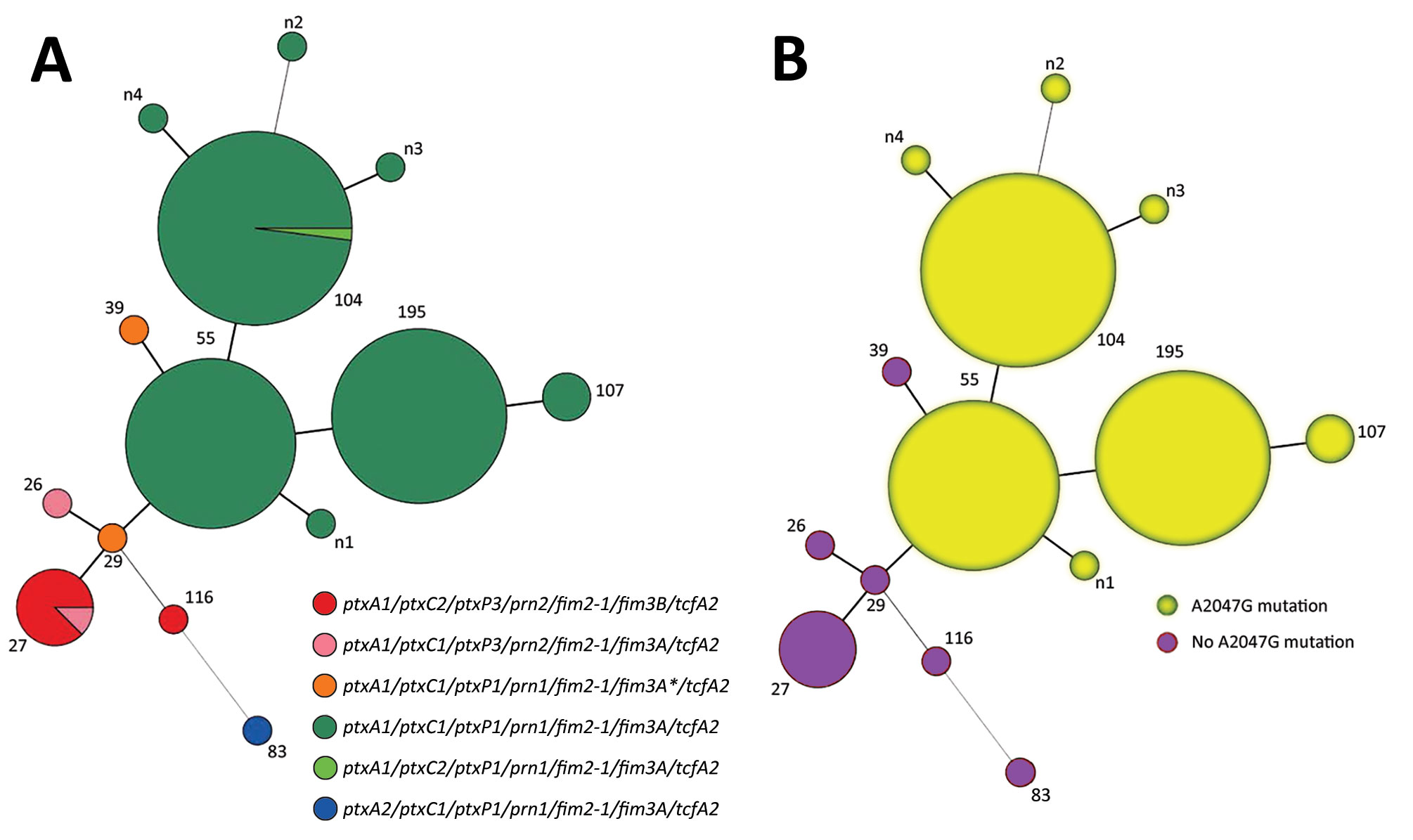 Minimum spanning tree of multilocus variable-number tandem-repeat analysis (MLVA) types of 150 Bordetella pertussis isolates collected in China, 2014–2016. Each circle represents an MLVA type, with the number next to the circle. Circle sizes are proportional to the number of isolates belonging to the particular MLVA type. A) Allelic profiles. Circle colors indicate the diﬀerent allelic profiles of vaccine antigen genes and different erythromycin sensitivities. B) Presence or absence of A2047G mu