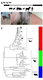 Thumbnail of Clinical and molecular characterization of an outbreak of fox-derived Sarcoptes scabiei mites in multiple mammal species on a farm in Switzerland, 2018. A) Outbreak timeline displaying animal species (pigs [Sus scrofa domesticus], oxen [Bos taurus], dogs [Canis lupus familiaris], goats [Capra hircus], horses [Equus caballus], and red foxes [Vulpes vulpes]) showing clinical signs compatible with sarcoptic mange and humans with signs of zoonotic scabies in order of appearance. Gray po