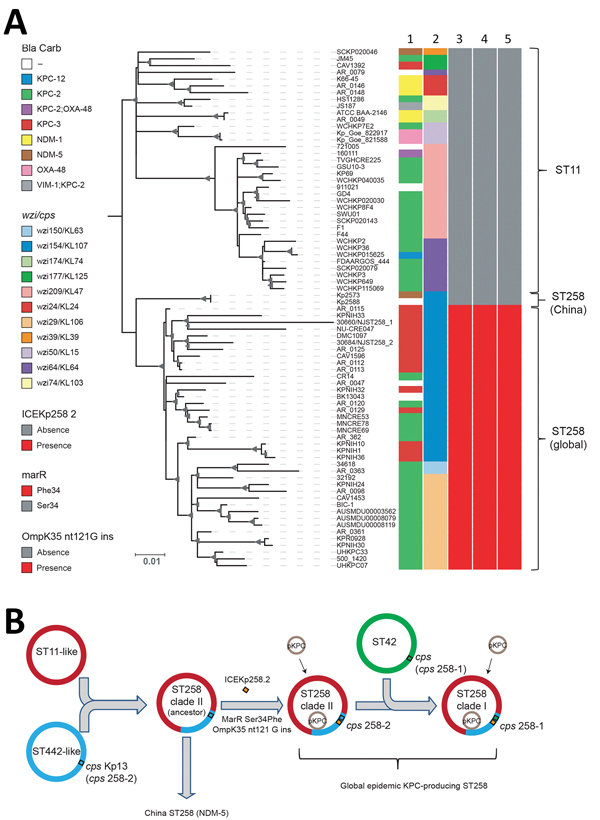 Phylogenetic analysis of KPC-producing and NDM-5–producing CG258 Klebsiella pneumoniae strains from China, 2017, and reference strains. A) Core SNP phylogenetic analysis of 76 global CG258 (ST258 and ST11) and 2 ST258 strains from China. Lane 1, Bla_carb; lane 2, wzi (cps); lane 3, integrative and conjugative element Kp258.2; lane 4, marR; lane 5, ompK35 gene (guanine insertion at nt position 121). The maximum-likelihood tree was rooted by using ST11 strains. Bootstrap values &gt;90% are indicat