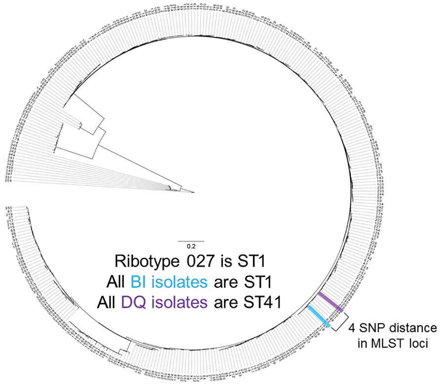 MLST loci map for Clostridioides difficile strains DQ/RT591 and BI/RT027 in study of C. difficile at 2 US Veteran Affairs long-term care facilities and their affiliated acute care facilities. The 2 strains are 4 SNPs apart. Scale bar indicates nucleotide substitutions per variable site of loci. MLST, multilocus sequence typing; ST, sequence type.