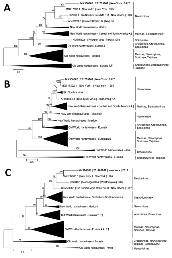 Inference of phylogenetic relationships for A) large. B) medium, and C) small RNA segments of  orthohantaviruses by using representative full-genome sequences in study of infection with New York orthohantavirus and associated respiratory failure and multiple cerebral complications. Partial sequences from the case in New York during 2017 (specimen no. 201703967), are indicated in bold (GenBank accession no. MK300066–8). Genome coverage for the 201703967 small, medium, and large RNA segments are 1
