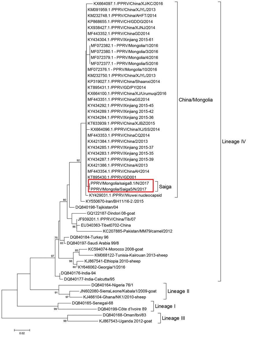 Neighbor-joining tree constructed on the basis of partial N-gene sequences of peste des petits ruminants virus (PPRV), showing relationships among the PPRV isolates. The Kimura 2-parameter model was used to calculate percentages (indicated by numbers beside branches) of replicate trees in which the associated taxa clustered together in 1,000 bootstrap replicates. Red rectangle outlines the 2 PPRV sequences from saiga obtained from this study (BankIt2279588 MOG/saiga5-2017, GenBank accession no. 