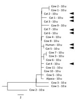 Thumbnail of Whole-genome sequencing phylogenetic relationship of genotype 10:u isolates of Mycobacterium bovis from 1 human, 7 cats, 11 cattle, and 1 alpaca, and 10:a isolates from 3 cattle (maximum-likelihood tree of all single-nucleotide polymorphisms [SNPs]). Cat and human isolates are indicated by solid arrowheads. Heat-killed cultures were sequenced by using a MiSeq Sequencer (Illumina, https://www.illumina.com), and reads were mapped by using reference strain AF2122. The average coverage 