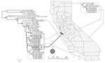 Thumbnail of Phylogenetic tree of hantavirus Gn glycoprotein sequences from isolates collected in California, USA, and reference sequences. The hantavirus sequence from the case-patient described in this study (grey box) is shown in comparison to sequences from the case-patient farm in Santa Cruz County and archived samples from neighboring San Mateo County (bold). Dotted lines indicate general geographic origins of California sequences. Representative reference sequences of hantaviruses were do