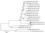 Thumbnail of Phylogenetic tree of open reading frame 1 for norovirus GII.P16 strains. Black dots indicate nucleotide sequences of novel GII.P16-GII.12 strains identified in Alberta, Canada, during March 2018–February 2019. GenBank accession numbers and year identified are provided. Scale bar indicates nucleotide substitutions per site.
