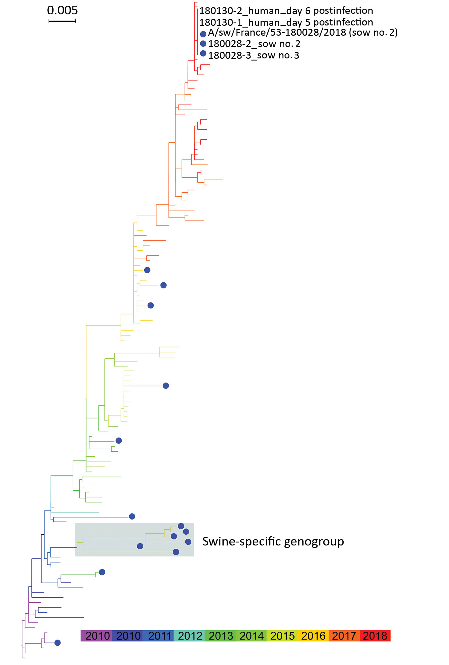 Maximum-likelihood phylogenetic tree of hemagglutinin segments from influenza A(H1N1)pdm09 isolates from swine (blue dots) and humans, France, 2009–2018. Shaded box indicates swine-specific genogroup previously described by Chastagner et al. (6).