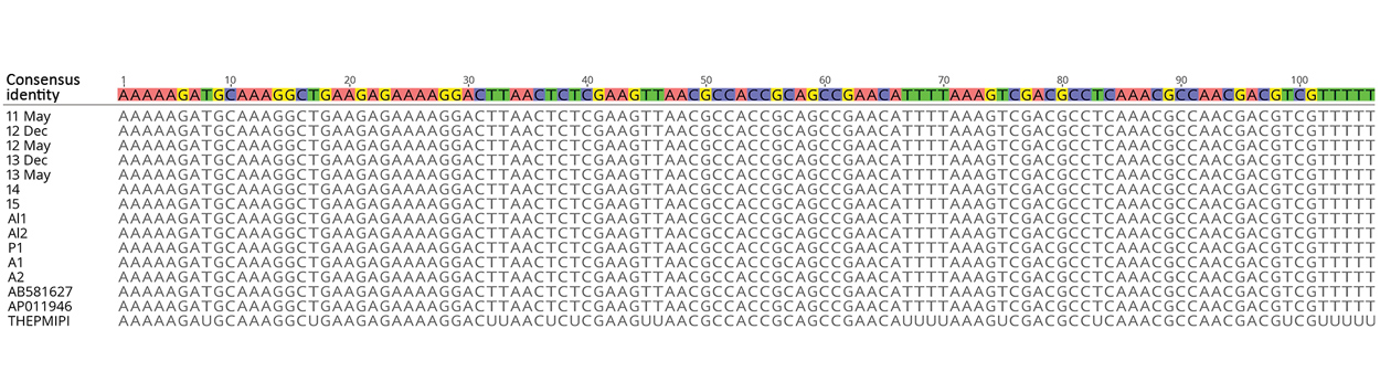 DNA sequences from 10 cattle from a farm in Albemarle County, Virginia, USA, infected with Theileria orientalis Ikeda genotype aligned with 3 GenBank sequences of T. orientalis genotype 2 for the major piroplasm surface protein. Alignment shows 100% consensus. Samples represent cattle from 6 different herds, and 2 samples were obtained at 2 time points. Pink indicates adenine, yellow indicates guanine, green indicates thymine, and purple indicates cytosine. Nucleotides at the top indicate the co