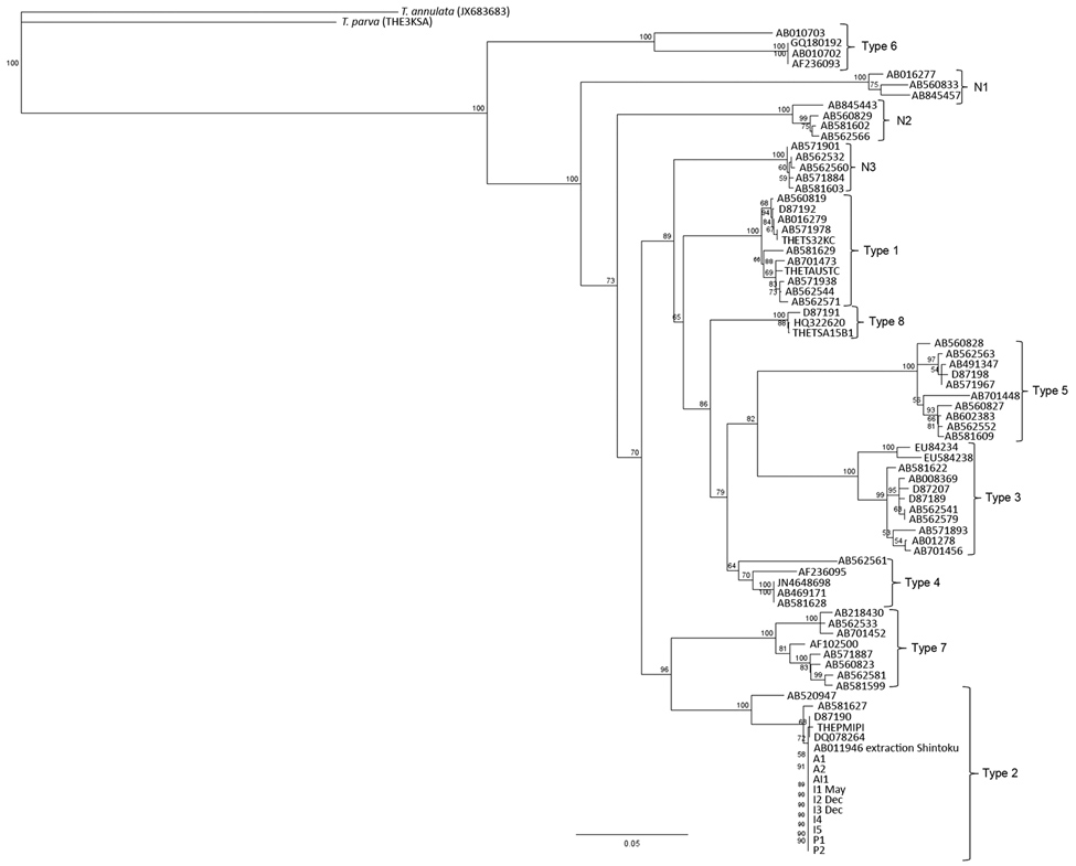 Phylogenetic tree showing major piroplasm surface unit gene sequences for Theileria species. The tree uses reference sequences from the major genotypes for T. orientalis (4). Sequences from infected cattle in Virginia, USA, cluster with genotype 2 sequences. Numbers along branches are bootstrap values. Scale bar indicates nucleotide substitutions per site.