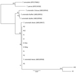 Thumbnail of Phylogenetic tree showing small subunit rDNA gene sequences for Theileria species. Representative samples from cattle in 6 herds in Virginia, USA, cluster with the reference sequences for the Ikeda genotype. The next most closely related branch is composed of T. orientalis Chitose genotype and then T. orientalis Buffeli genotype. The outgroup is composed of a single reference sequence each for T. parva and T. annulata. Small subunit rDNA sequences for I4 and Al1 were of low quality 