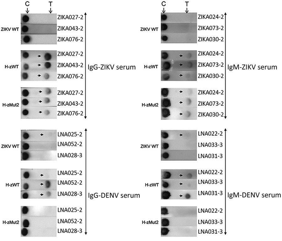 Immunochromatographic assay (IA) of H-zMut2 F1 IA for IgM and IgG detection in study of Zika diagnosis, Singapore. H-zMut2 as capture antigen in the F1 IA format was tested with training set for detecting IgG (left) and IgM (right). Representative strips show a comparison of performance for WT-NS1, H-zWT and H-zMut2. Overall, H-Mut2 showed higher specificity than H-zWT (against DENV plasma, bottom panels), though both H-Mut2 and H-zWT showed greater sensitivity compared to WT-NS1 (against ZIKV plasma, top panels). The arrows indicate positive signals at the test line (T), upstream of the control line (C). DENV, dengue virus; OD, optical density; WT, wild type; ZIKV, Zika virus.