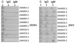 Immunochromatographic assay (IA) of H-zMut1 as detector antigen in the F2 IA for detecting IgM and IgG in study of Zika diagnosis, Singapore. Representative strips showing F2 IA format tested with validation set in blinded manner. Arrows at top indicate test lines. C, control line.