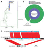Thumbnail of Comparative genomic analyses of 55 (18 outbreak and 37 nonoutbreak) associated emm81 group A Streptococcus (GAS) isolates from New Zealand, 2014. A) Midpoint-rooted maximum-likelihood phylogenetic analysis of the emm81 GAS population based on alignment of 336 high-quality single-nucleotide polymorphisms. Green branches indicate nonoutbreak isolates and blue branches indicate the clonal outbreak isolates. Outbreak isolates obtained from eldercare residents (blue) and staff members (o