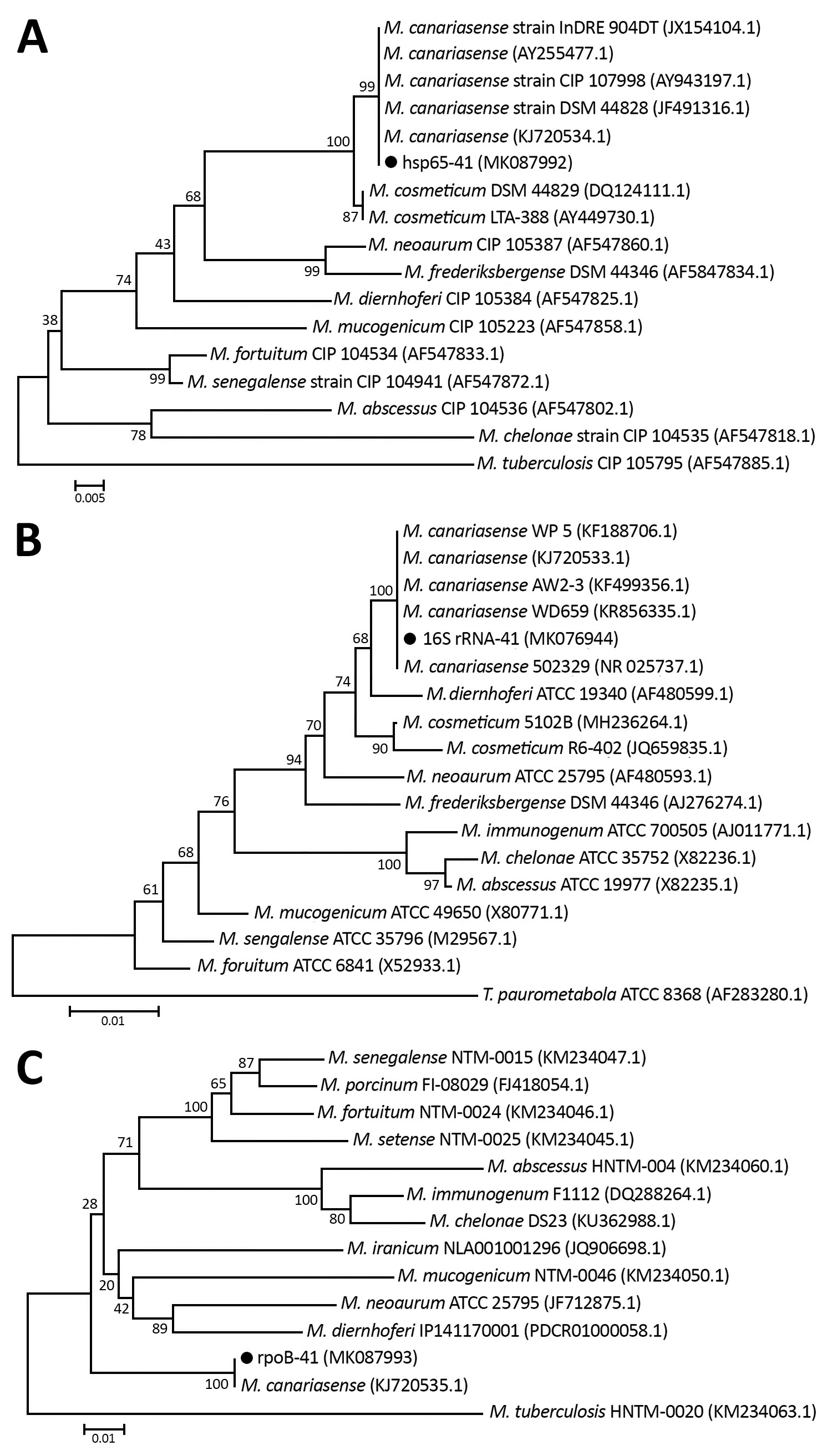 Neighbor-joining tree of the hsp65 (A), 16S rRNA (B), and rpoB (C) genes of an isolate from a patient infected with Mycobacterium canariasense, Tehran, Iran (black dots), and other rapidly growing mycobacteria. Outgroup for hsp65/rpoB genes was Mycobacterium tuberculosis and for the 16S rRNA gene was Tsukamurella paurometabola. Bootstrap values are represented on branch nodes. GenBank accession numbers are given in parentheses for reference sequences. The nucleotide sequences identified in this 