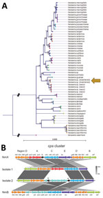 Thumbnail of Analyses of newly characterized Neisseria species, Brazil. A) Maximum-likelihood phylogenetic tree of 53 aligned ribosomal multilocus sequence typing genes with 1,000 bootstrap replicates using Moraxella catarrhalis as an outgroup. Bootstrap support values &lt;90% are not shown. Scale bar represents number of substitutions per site. B) cps sequences in isolates 1 (N.95-16) and 2 (N.177-16) relative to meningococcal reference genomes. Arrows represent genes, which are color coded by 