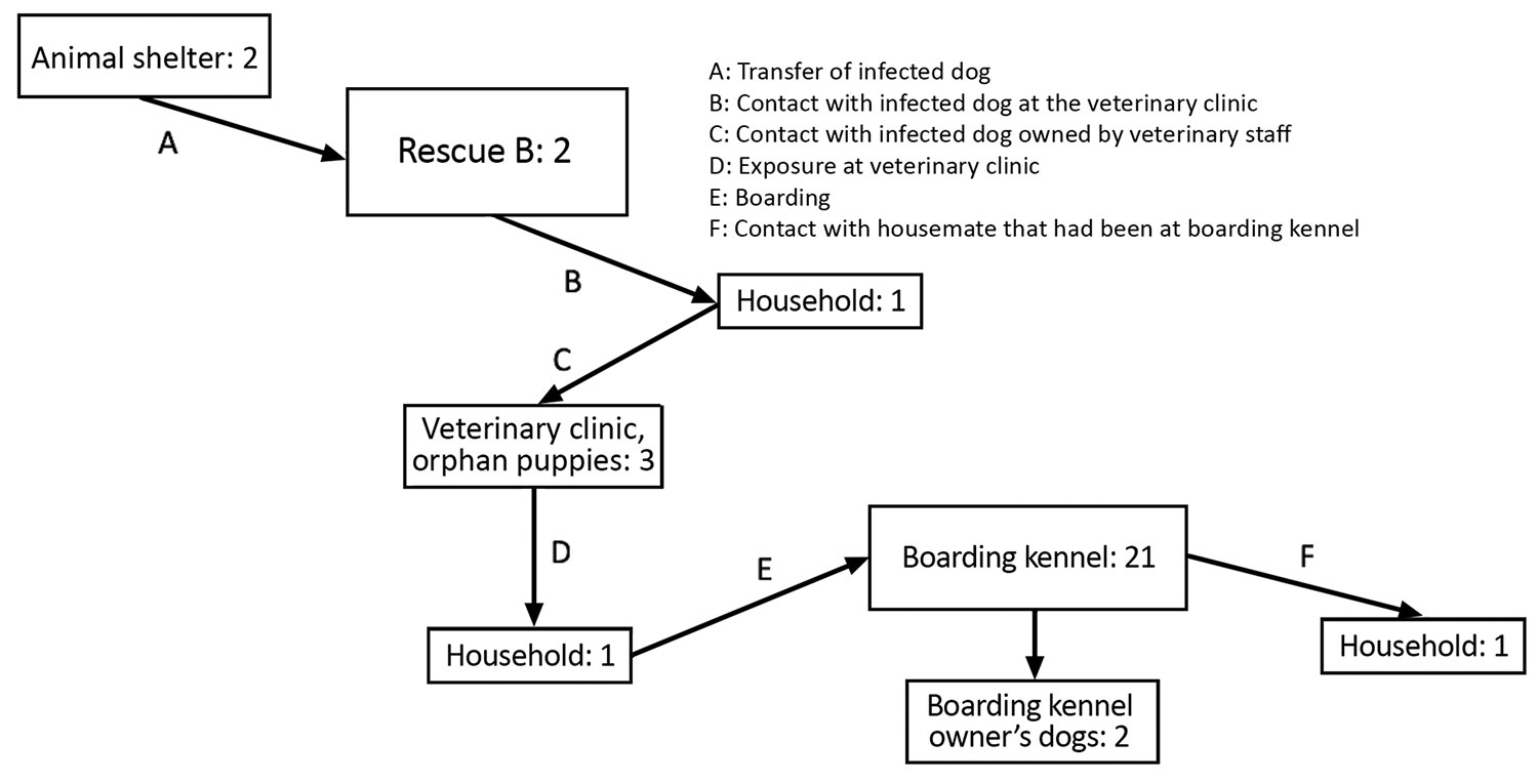 Suspected transmission pathways for canine influenza cluster 3b, Ontario, Canada, 2017–2018. Numbers in each box denote the number of confirmed (PCR positive) CIV infections.