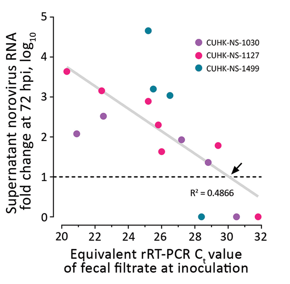 Estimation of a cutoff for rRT-PCR Ct value of inoculating fecal filtrate indicative of the ability to generate productive norovirus replication (i.e., containing infectious norovirus) in a human intestinal enteroid (HIE) line. We tested 3 strains of pandemic human norovirus genogroup II genotype 4 (GII.Pe-GII.4 Sydney) (CUHK-NS-1030, from a 1-year-old boy; CUHK-NS-1127, from a 79-year-old man; CUHK-NS-1499, from a 46-year-old man). We used 3-fold serial dilutions of norovirus-containing fecal f