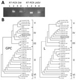 Thumbnail of Analysis of LASV strains, Bangolo District, Côte d’Ivoire, 2015. A) RT-PCR analysis of human serum samples 132/16 and 001/15 by using OW and LASV RT-PCRs. Lane 1, negative control; lane 2, positive control; lane 3, 132/16; lane 4, 001/15. B) Phylogenetic analysis of LASV strains. Trees were inferred by using the PhyML Smart Model Selection (5) general time reversible plus gamma plus proportion of invariable sites model with 200 bootstrap replicates. Poorly supported branches with bo