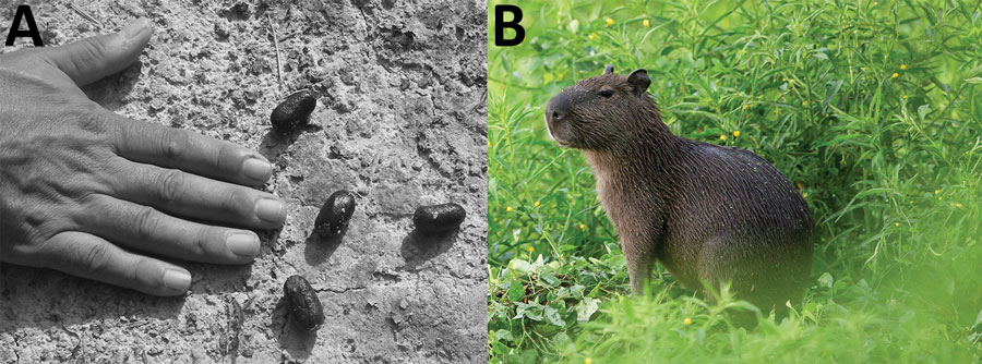 Feces of capybara (Hydrochoerus hydrochaeris) (A) and image of capybara (B), French Guiana. The length of the middle fingernail, which is often used in the field for feces measurement, is 12 mm. Photographs by Nicolas Defaux, http://www.photographienature.com.