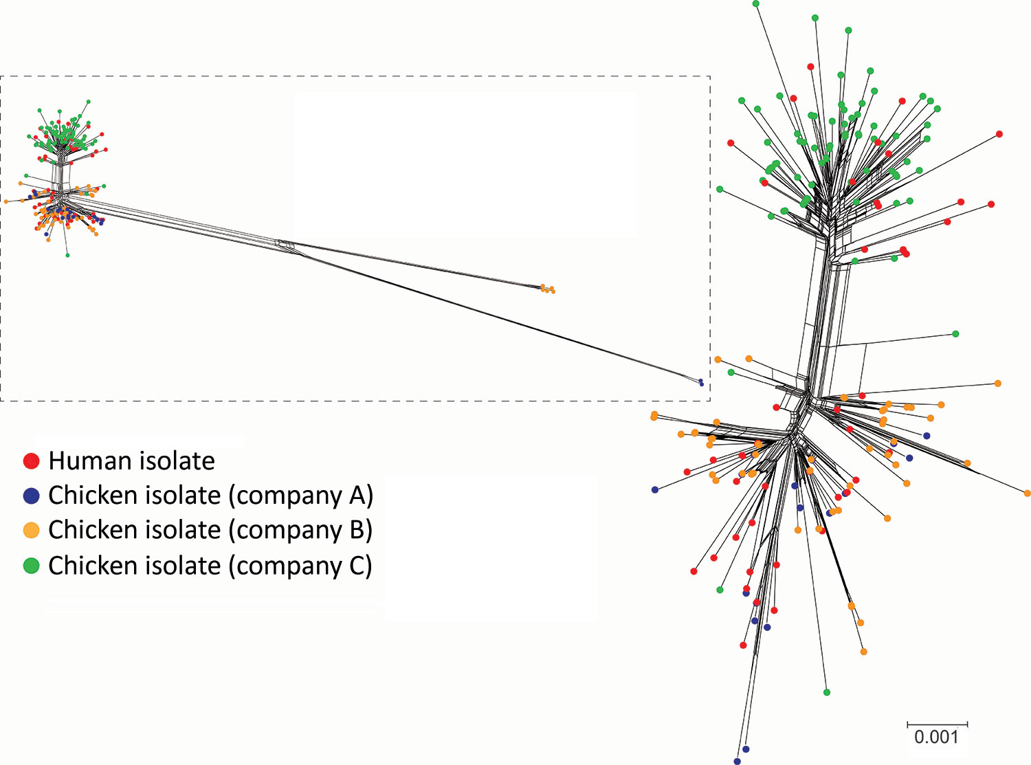 NeighborNet phylogenies generated from the allele profiles identified in the whole-genome multilocus sequence typing analysis of 227 sequence type 6964 Campylobacter jejuni isolates from humans and poultry, New Zealand, 2014–2016. The corrected NeighborNet network was generated after eliminating the 87 loci that were identified in predicted recombinant regions (Appendix Table 1). Inset shows the uncorrected NeighborNet network, generated with the original 1,363-loci allele profiles. Scale bar in