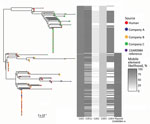 Thumbnail of Population structure of 227 sequence type 6964 Campylobacter jejuni isolates from humans and poultry, New Zealand, 2014–2016. The tree is the inferred midpoint rooted phylogeny of the isolates, including the reference 15AR0984 genome. The tips are colored by source of the C. jejuni isolate. The heatmap indicates the likelihoods of the presence of mobile elements including CJIE1 variant (cjie1_15AR0984), CJIEs 1–4, and the plasmid 15AR0984-m. Dark shading on the heatmap indicates 100