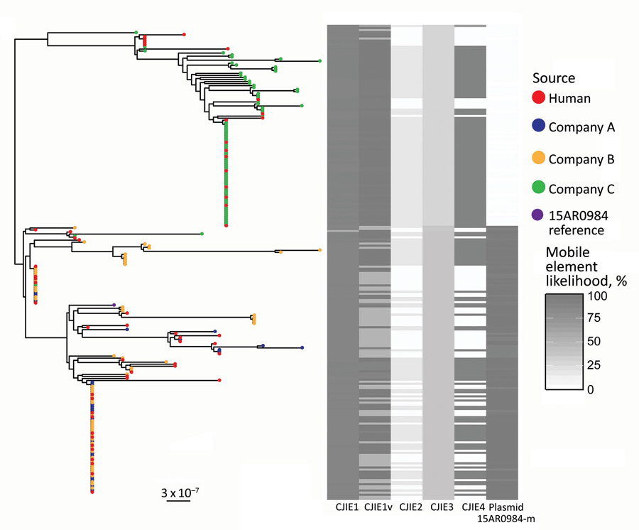 Population structure of 227 sequence type 6964 Campylobacter jejuni isolates from humans and poultry, New Zealand, 2014–2016. The tree is the inferred midpoint rooted phylogeny of the isolates, including the reference 15AR0984 genome. The tips are colored by source of the C. jejuni isolate. The heatmap indicates the likelihoods of the presence of mobile elements including CJIE1 variant (cjie1_15AR0984), CJIEs 1–4, and the plasmid 15AR0984-m. Dark shading on the heatmap indicates 100% likelihood;