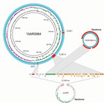 Thumbnail of Genome structures of the complete Campylobacter jejuni strain 15AR0984 chromosome and plasmid (15AR0984-m) isolated from humans and poultry, New Zealand, 2014–2016, compared with the closest plasmid (pcjDM) sequence found in GenBank. High-scoring segment pairs between the 15AR0984 genome and the plasmid pcjDM ware connected with gray bars to illustrate the similar shared regions except for the backbone regions, which were highly conserved across the pTet-like plasmid genomes.