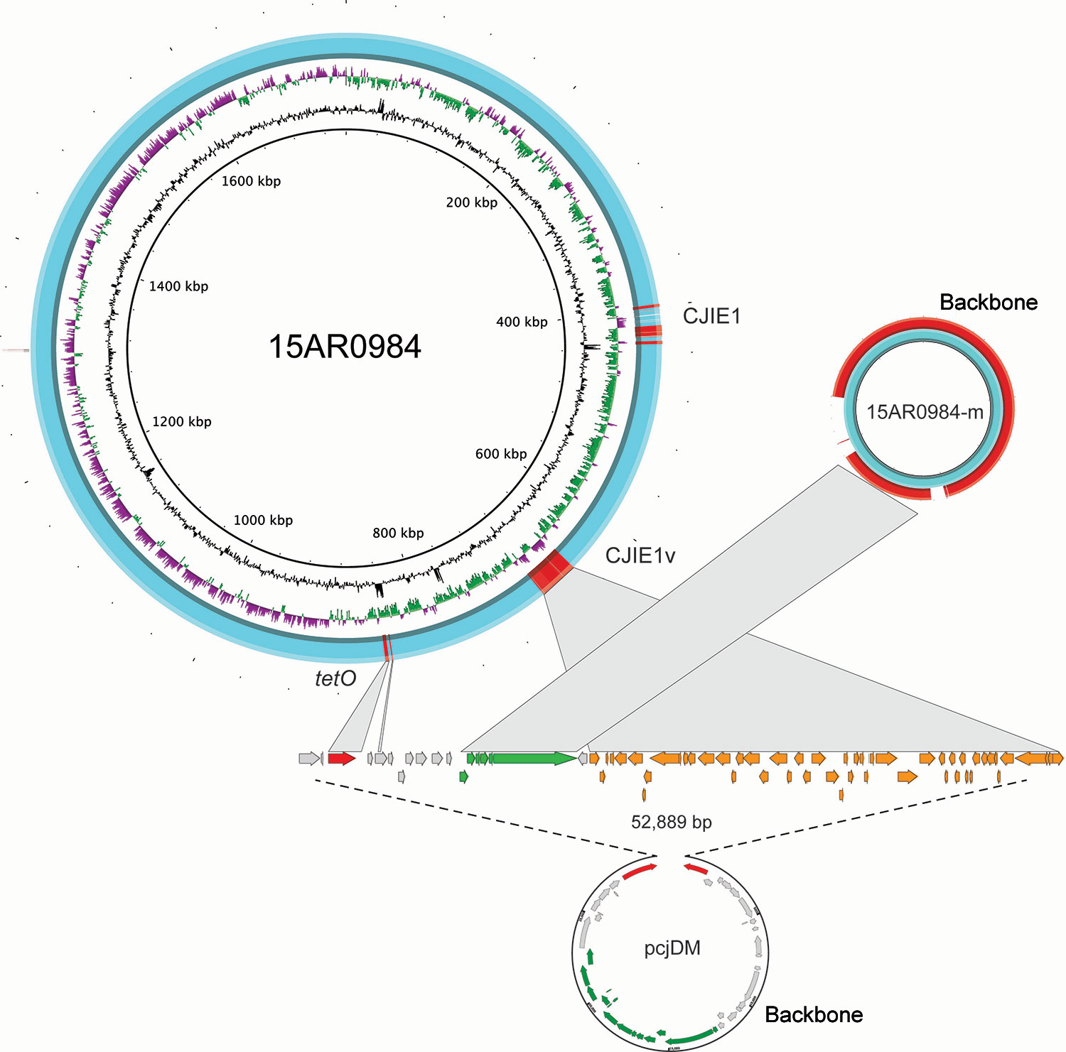 Genome structures of the complete Campylobacter jejuni strain 15AR0984 chromosome and plasmid (15AR0984-m) isolated from humans and poultry, New Zealand, 2014–2016, compared with the closest plasmid (pcjDM) sequence found in GenBank. High-scoring segment pairs between the 15AR0984 genome and the plasmid pcjDM ware connected with gray bars to illustrate the similar shared regions except for the backbone regions, which were highly conserved across the pTet-like plasmid genomes.