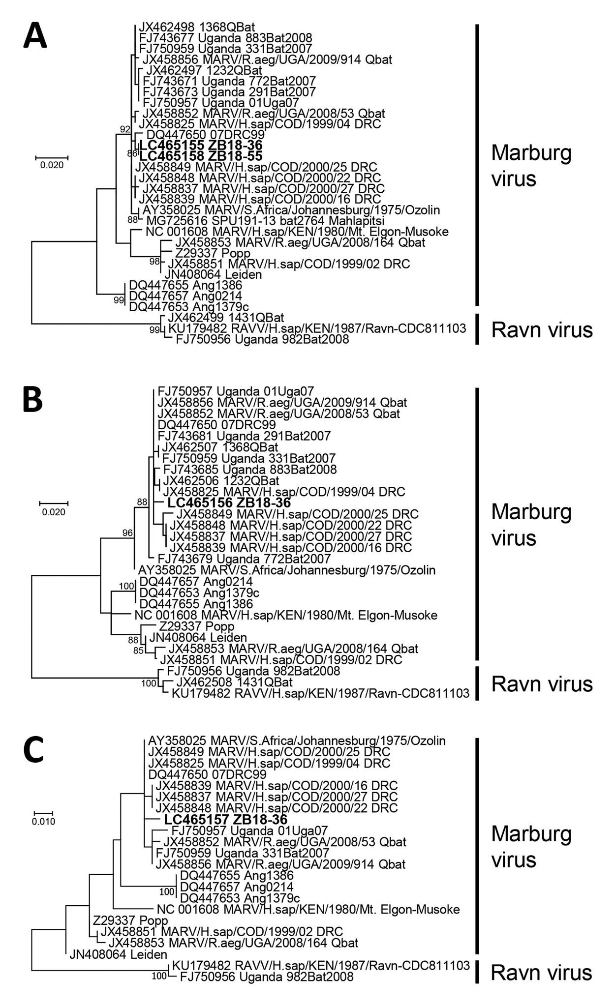 Phylogenetic trees showing evolutionary relationships of Marburgviruses from Egyptian fruit bats (Rousettus aegyptiacus), Zambia, 2018 (boldface), and reference viruses. The trees were constructed based on nucleotide sequences of 440 nt for the nucleoprotein gene (A), 296 nt for the viral protein 35 gene (B), and 238 nt for the RNA-dependent RNA polymerase gene (C) by using the maximum-likelihood method in MEGA7 (11). Nucleotide sequences of representative Marburgvirus strains were obtained from