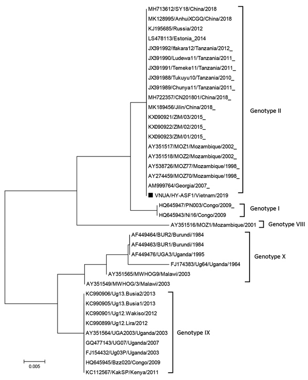 Phylogenetic analysis of major capsid protein gene (p72) of African swine fever virus isolated during outbreak in Vietnam in 2019 (VNUA HY-ASF1; black square) and reference isolates. The phylogenetic tree was constructed by using the neighbor-joining method in MEGA7 (http://www.megasoftware.net). Bootstrap values were calculated with 1,000 replicates. GenBank accession numbers, strain name, country, and year of collection are indicated. Scale bars indicate nucleotide substitutions per site.