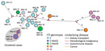 Thumbnail of Median-joining analysis of the multilocus sequence typing (MLST) data for 22 Enterocytozoon bieneusi isolates from 3 different hospital centers in France, determined by usingNetwork version 5.0.1.1 and Network Publisher version 2.1.1.2 software (http://www.fluxus-engineering.com). Circles are proportional to the frequency of each genotype (a total of 20 multilocus genotypes were obtained based on segregating sites). Pairwise differences &gt;25 single-nucleotide polymorphisms (SNPs) 