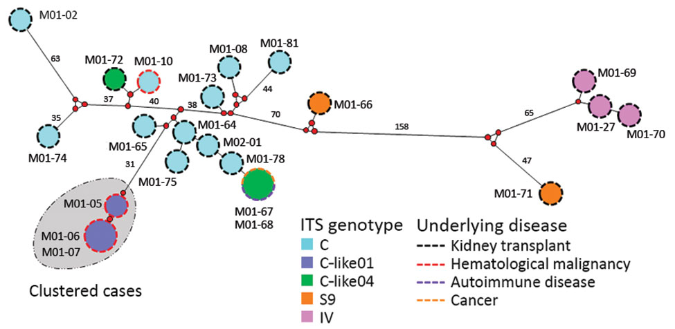 Median-joining analysis of the multilocus sequence typing (MLST) data for 22 Enterocytozoon bieneusi isolates from 3 different hospital centers in France, determined by using Network version 5.0.1.1 and Network Publisher version 2.1.1.2 software (http://www.fluxus-engineering.com). Circles are proportional to the frequency of each genotype (a total of 20 multilocus genotypes were obtained based on segregating sites). Pairwise differences &gt;25 single-nucleotide polymorphisms (SNPs) are shown cl