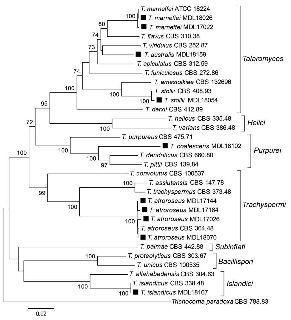 Phylogenetic analysis of Talaromyces species based on concatenated nucleotide alignments of internal transcribed spacer, partial β-tubulin gene, and partial RNA polymerase II largest subunit gene regions, showing the relationship among clinical isolates from patients in California, USA (black squares), and reference Talaromyces species. The tree was constructed by the neighbor-joining method with 1,000 bootstrap replicates by using MEGA software (https://www.megasoftware.net). Bootstrap support 