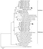 Thumbnail of Phylogenetic tree constructed with partial 195-bp fragments of the DOBV large segment from humans and mice, Czech Republic, 2010–2018. Sequences from this study (bold) were compared with available sequences from the GenBank database; patient numbers are provided, and mouse samples are labeled. Samples with sequences identical to another sample were excluded for simplification purposes. Sequences were aligned with BioEdit (9), and the phylogenetic tree was prepared by using MEGA 7.0 