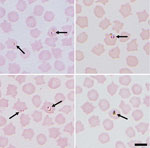 Thumbnail of Representative images of small intracellular Babesia (arrows) identified in sheep erythrocytes from several sites in northeastern Scotland, UK. Both paired piroforms and ring forms are visible. Images were taken at ×1,000 magnification with oil immersion. Scale bar indicates 5 μm.
