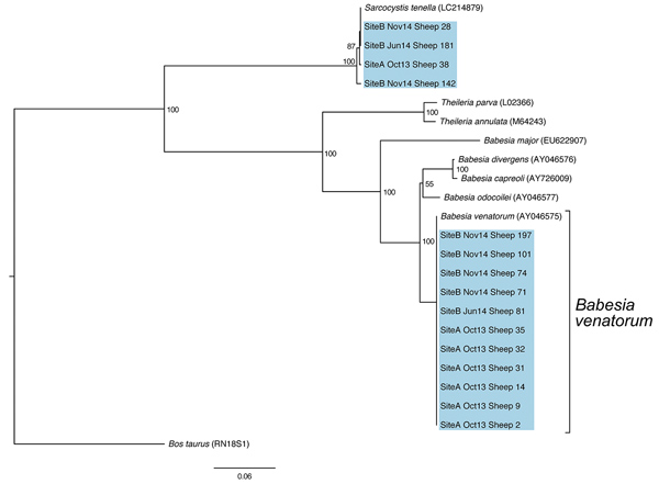 A neighbor-joining tree of 18S small subunit rRNA amplicon sequences obtained from sheep at sites A and B in northeastern Scotland, UK. Blue shading indicates sequences obtained in this study. Previously published Babesia and Theileria sequences include B. venatorum (GenBank accession no. AY046575), B. divergens (AY046576), B. capreoli (AY726009), B. odocoilei (AY046577), B. major (EU622907), Theileria parva (L02366), and T. annulata (M64243). In addition, a Sarcocystis tenella (LC214879) isolat