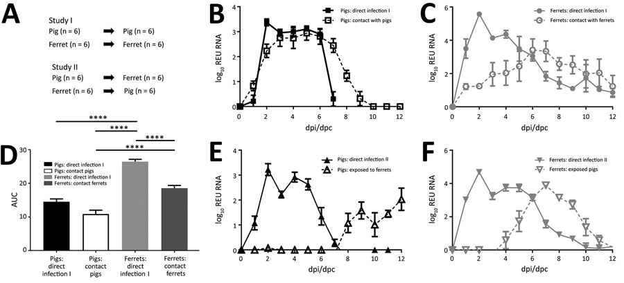 Nasal shedding and transmission of swine influenza A(H1N2) reassortant virus from infected animals. A) Schematic outline of study design. B, C) In study I, virus RNA in nasal swab specimens from directly infected or contact pigs (B) and directly infected or contact ferrets (C) was quantified by using real-time reverse transcription quantitative PCR. Values are indicated as REU at each dpi or dpc. Error bars indicate SEM. D) AUC for virus shedding profiles in study I in pigs or ferrets, showing s