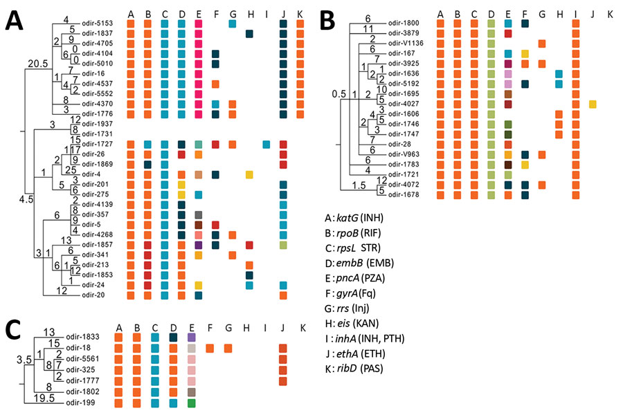 Maximum parsimony phylogenies of 3 Mycobacterium tuberculosis complex Beijing clades in Ukraine: Europe/Russia W148 outbreak (A), Ukraine outbreak (B), and Central Asian outbreak (C). Mutations mediating drug resistance to different antibiotics are color coded. Same color indicates identical mutation. Numbers on branches indicate the number of unique mutations. EMB, ethambutol; ETH, ethionamide; Fq, fluoroquinolones; INH, isoniazid; Inj, second-line injectable drugs (amikacin, kanamycin, capreom