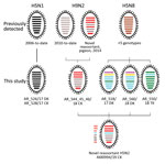 Thumbnail of Genotype and reassortment analyses based on full-length genome sequences of avian influenza viruses in Egypt previously detected and those identified in this study. Colors indicate grouping of segment origin according to phylogenetic analyses (Appendix 1 Figure): highly pathogenic avian influenza (HPAI) H5N1 2.2.1.2 virus from Egypt (black); H9N2 subtype from Egypt circulating in chickens since 2010 (gray); H9N2 subtype from Egypt first detected in pigeons in 2014 (red); HPAI H5N8 v